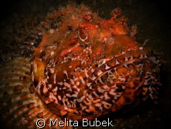 Scorpaena scrofa (Scorpionfish)    by Melita Bubek 